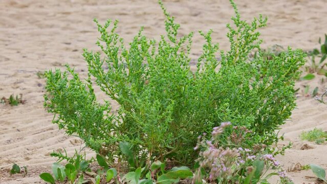 Sea Blite Suaeda maritima is green strub on beach, Close up of Suaeda maritima tree on the sand. This is vegetables that are beneficial to health