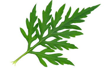 Ragweed leaf in allergy season isolated on white background - obrazy, fototapety, plakaty