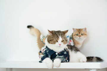 travel with tabby scottish and gold british cat in summer cloth and live in pet friendly hotel