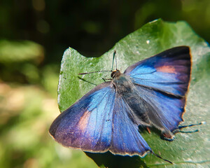 butterfly on a leaf