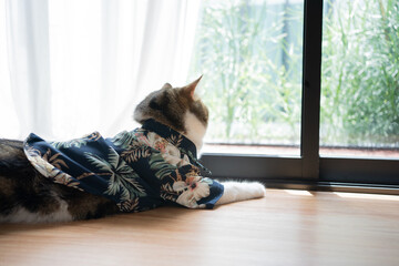 travel with scottish cat in summer cloth and live in pet friendly hotel