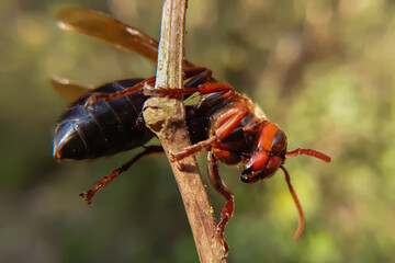 bug on a leaf