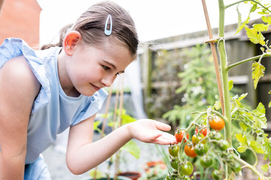 Smiling girl touching tomato plant in garden