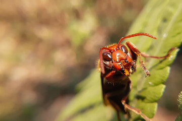 bug on a leaf