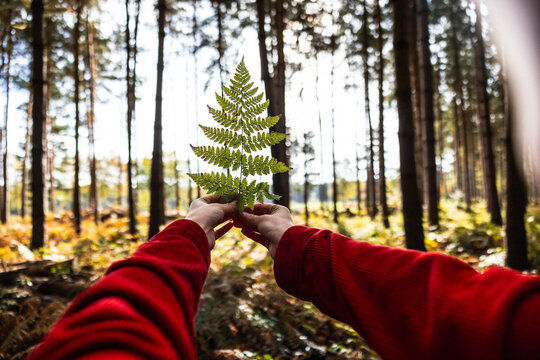 Woman holding fern leaf in Cannock chase forest