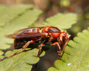 bug on a leaf