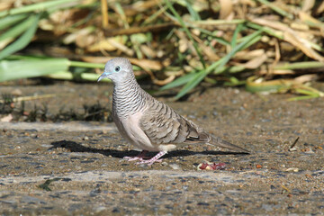 Peaceful dove pigeon bird standing on a concrete boat ramp