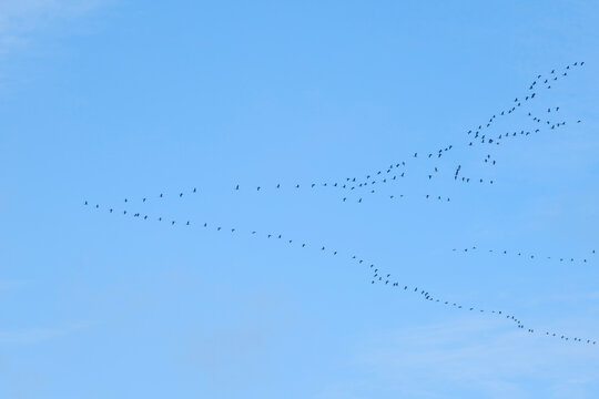 Germany, North Rhine Westphalia, Large flock of cranes (Grus grus) flying against sky
