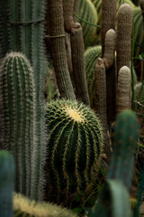 Botanical cactus succlent garden green flowers 