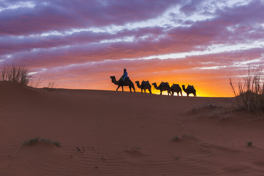 Man traveling on camel at sunset in Sahara desert, Morocco, Africa