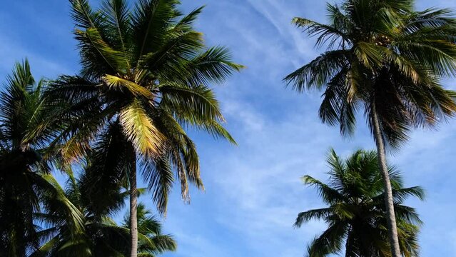 Palm trees moving in the wind against the blue sky. Vacation, travel concept.
