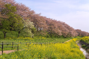 さくら堤公園の風景／日本埼玉県吉見町