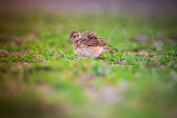 Look at this adorable little bird perched on top of a vibrant and lush green field