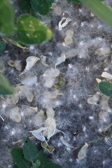 poplar fluff on the grass, poplar seeds on the ground 