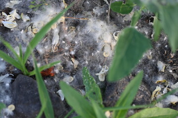 poplar fluff on the grass, poplar seeds on the ground 