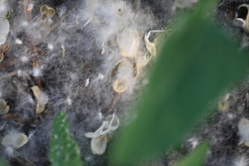 poplar fluff on the grass, poplar seeds on the ground 