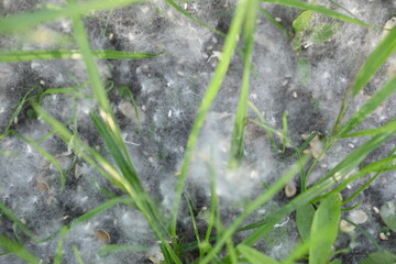 poplar fluff on the grass, poplar seeds on the ground 