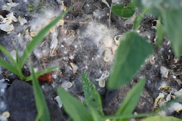 poplar fluff on the grass, poplar seeds on the ground 
