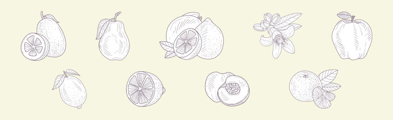 Ripe Garden Fruit with Hand Drawn Lemon, Apple and Pear Vector Set