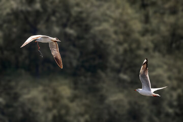 A flying seagulls with a caught small fish, Thai seashore