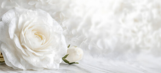 Obraz na płótnie Canvas Beautiful white rose and petals on white background. Ideal for greeting cards for wedding, birthday, Valentine's Day, Mother's Day