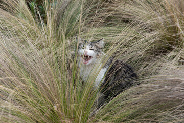 A hungry, feral cat cries for food while hiding in a tuft of grass.