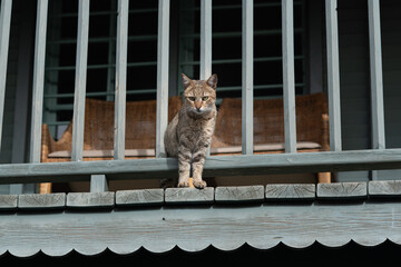 Grey and brown feral cat poking its body through a metal rail fence.