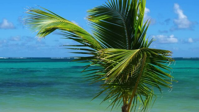Palm trees on the shores of the Atlantic Ocean. Punta Cana Dominican Republic Caribbean sea and sky and beach landscape. Vacation, travel and exotic adventure concept.