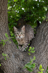 Naklejka na ściany i meble A young, grey and black, tiger stripe feral cat climbs to a perch at the base of a thick tree trunk.