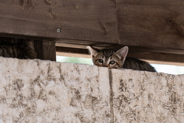 Tiny, grey, tiger stripe kitten finds shelter beneath a wooden beam.