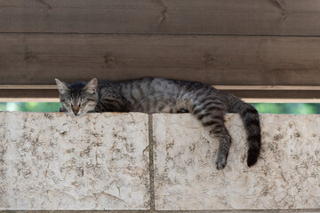 Adult, feral, Jerusalem street cat napping high atop a stone wall. © Yehoshua Halevi
