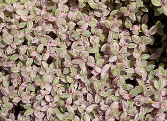 Turtle Vine is a succulent plant and is an ornamental plant that is small and cute. Callisia Repens Love man tree, Callisia in the garden, Mini Turtle Plant Background