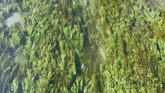 Shallow river with many underwater plants in clear water in a stream in a small town in France