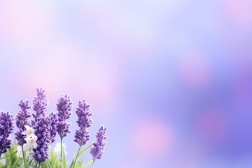  a bunch of lavender flowers that are in front of a blue and pink background with a blurry sky in the background.