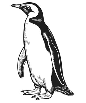  black outline vector Penguin isolated on a white background.Penguin illustration