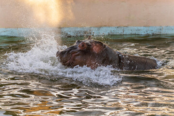 水しぶきをあげる元気なカバ