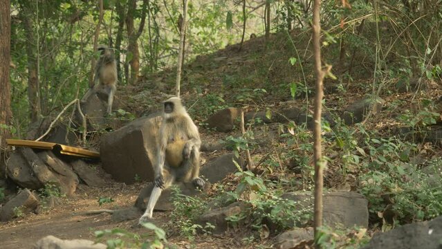 Asian monkeys Langurs at Lonar Lake Biodiversity Park