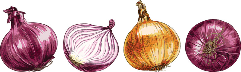 Hand drawn fresh red and yellow onion, whole and half. View from different angles. Vector illustration isolated on white background.