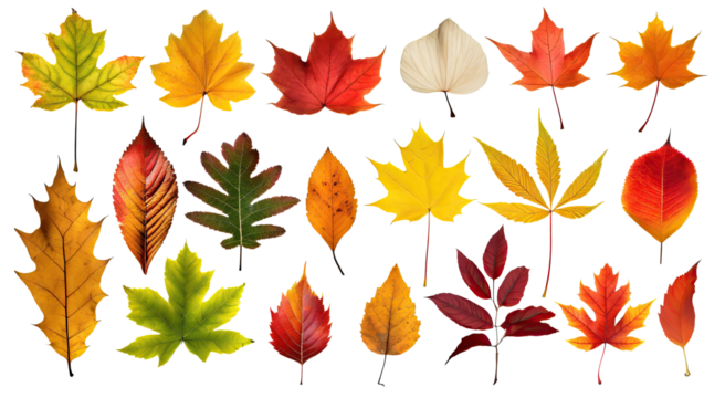 Isolated leaves. Collection of multicolored fallen autumn leaves , isolated on a transparent background. PNG cutout or clipping path.	
