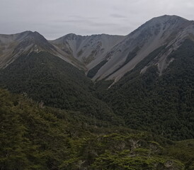 Craigieburn Forest Park tramping tracks