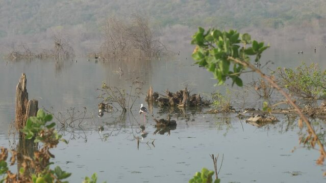 Lonar Lake ecosystem and migratory birds, Maharashtra, India