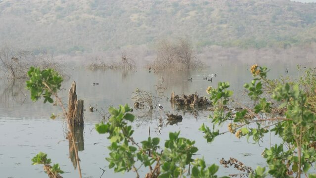 Lonar Lake ecosystem and migratory birds, Maharashtra, India