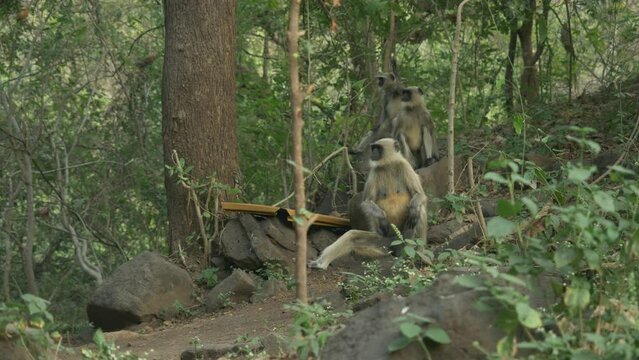 Asian monkeys Langurs at Lonar Lake Biodiversity Park