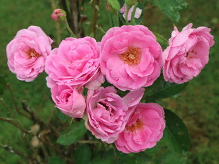 The rose tree is full of beautiful pink flowers