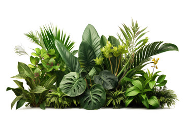 green leaves of tropical plants bush (Monstera, palm, rubber plant, pine, bird's nest fern, succulent , ). isolated on transparent background . PNG, cutout, or clipping path.	
