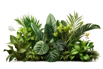 Fotobehang green leaves of tropical plants bush (Monstera, palm, rubber plant, pine, bird's nest fern, succulent , ). isolated on transparent background . PNG, cutout, or clipping path.   © Transparent png