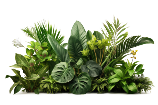 green leaves of tropical plants bush (Monstera, palm, rubber plant, pine, bird's nest fern, succulent , ). isolated on transparent background . PNG, cutout, or clipping path.	
