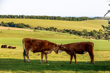 Head butting cattle on a summer's evening in the South Downs