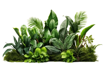 Foto op Plexiglas Green leaves of tropical plants bush (Monstera, palm, fern, rubber plant, pine, birds nest fern) floral arrangement isolated on transparent background . PNG, cutout, or clipping path. © Transparent png