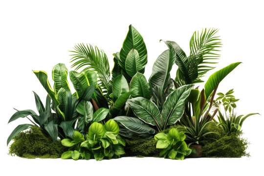 Green leaves of tropical plants bush (Monstera, palm, fern, rubber plant, pine, birds nest fern) floral arrangement isolated on transparent background . PNG, cutout, or clipping path.